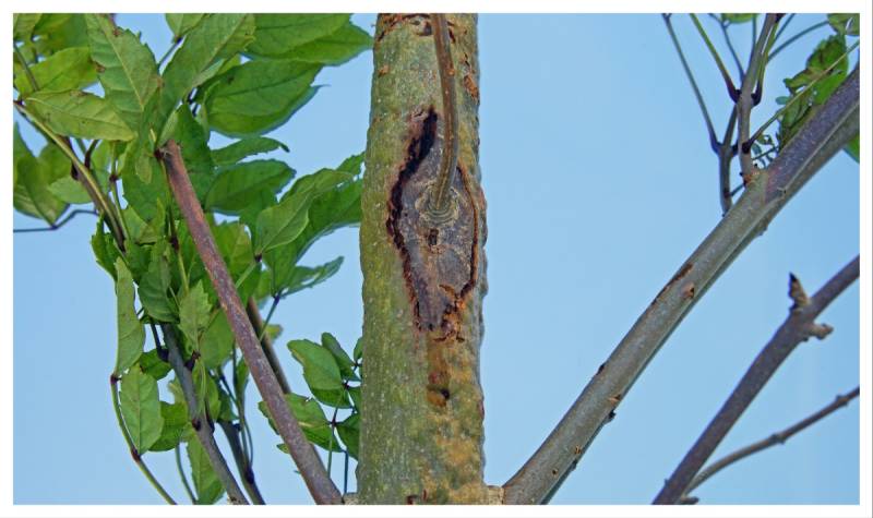 A tree with ash dieback showing