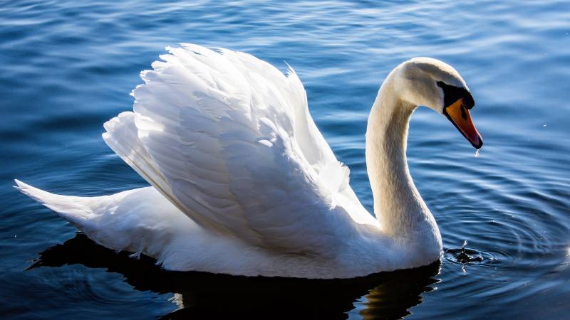 A swan on a river