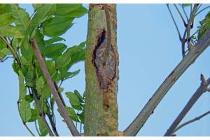 A tree with ash dieback showing