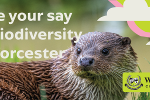 An otter with the wording 'have your say on biodiversity in Worcester'