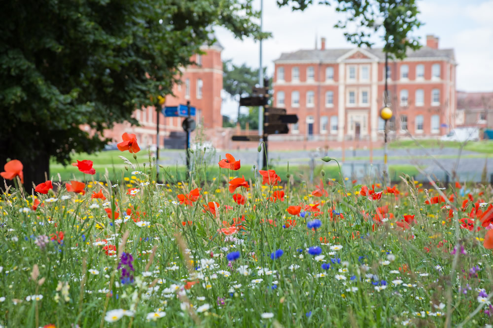 Wild Flowers on Croft Road