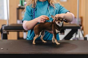 A vet microchipping a dog