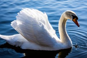 A swan on a river