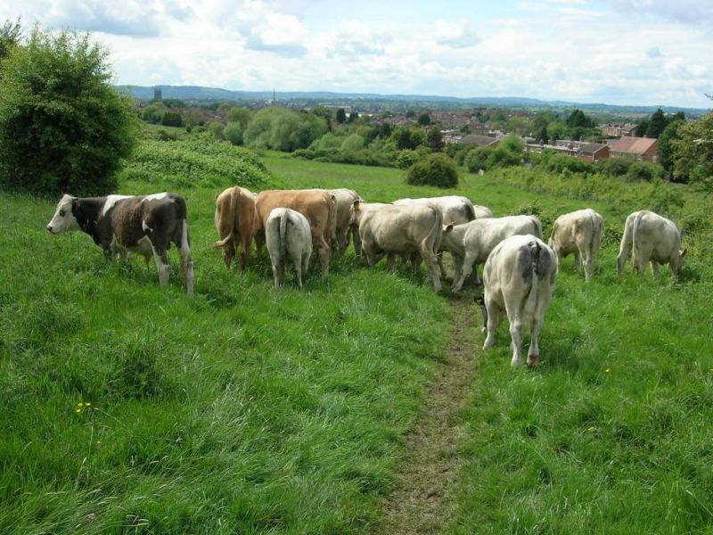 Cattle grazing in Ronkswood Hill Meadows, with the skyline of Worcester's city centre visible in the distance