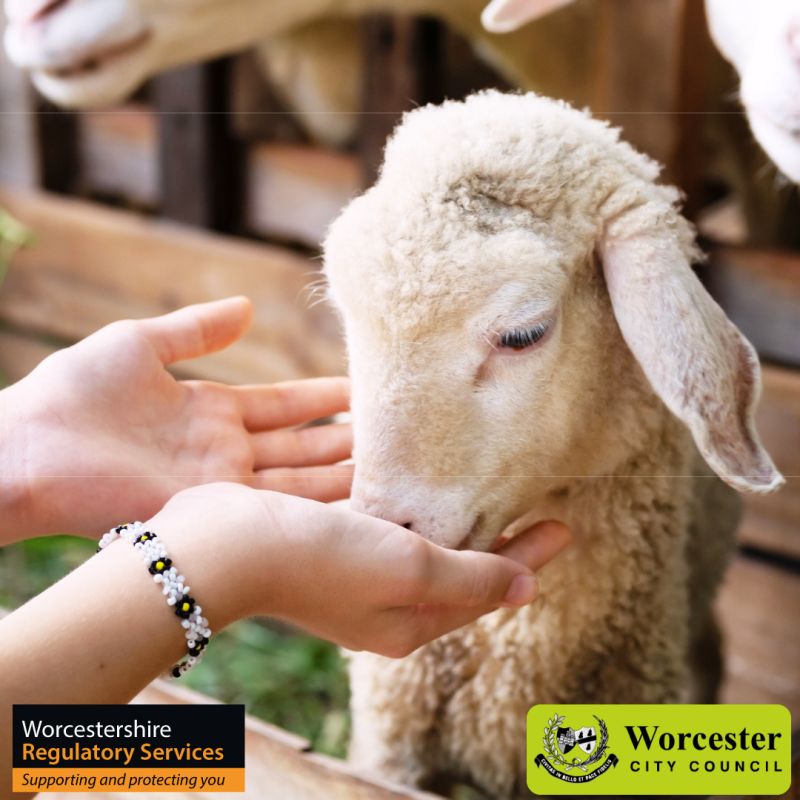 A lamb eating out of a woman's hands