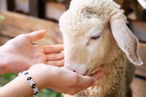 A lamb eating out of a woman's hands