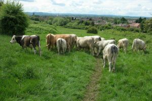 Cattle grazing in Ronkswood Hill Meadows, with the skyline of Worcester's city centre visible in the distance
